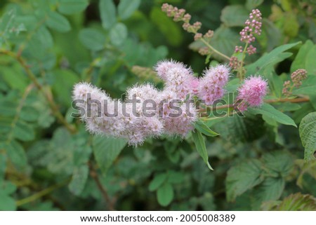 a branch of a shrub in fluffy flowers