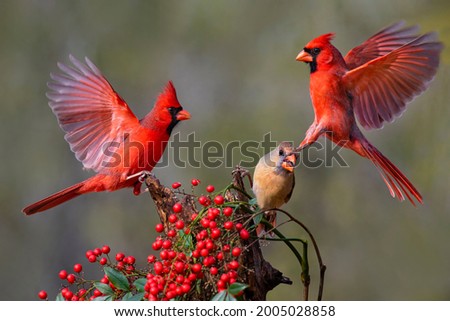 Northern Cardinals (Cardinalis cardinalis) landing Royalty-Free Stock Photo #2005028858