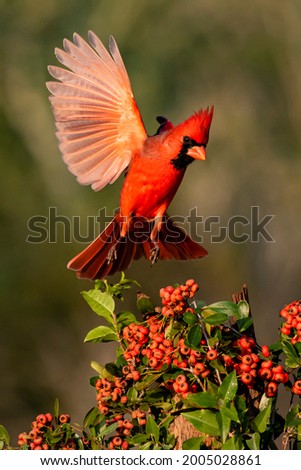Northern Cardinal (Cardinalis cardinalis) landing by Pyrocantha bush Royalty-Free Stock Photo #2005028861