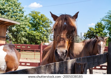 A horse in a fenced in area outdoors. Brown horse standing behind wooden fence on the farm with other horses in the background