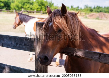 A horse in a fenced in area outdoors. Brown horse standing behind wooden fence on the farm with other horses in the background