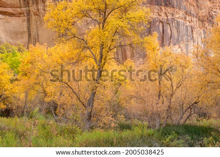 USA, Utah. Grand Staircase Escalante National Monument, Autumn colored box elder and sandstone walls in Calf Creek Canyon. Royalty-Free Stock Photo #2005038425