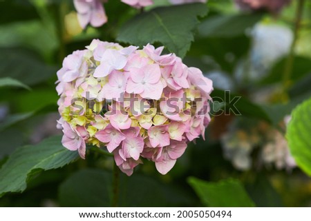Flowering hortensia plant (Hydrangea macrophylla). Blossoming flowers in summer garden. Pink hydrangea