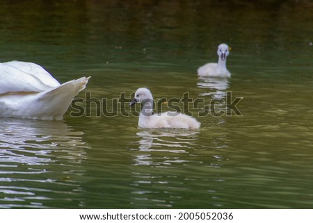 Family of swans swimming in the lake