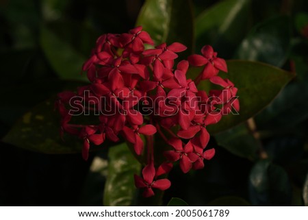 Jungle geranium or Ixora coccinea is pictured in dark mood mode