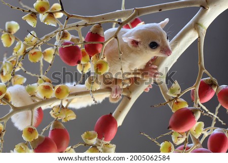 A leucistic sugar glider (Petaurus breviceps) is looking for food in a palm grove. 