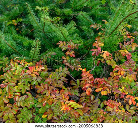 USA, Washington State, Bainbridge Island. Wild rose and fir boughs in autumn. Royalty-Free Stock Photo #2005066838