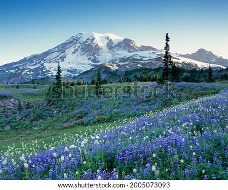 Washington State, Mount Rainier National Park, Lupine and Bistort meadow on Mazama Ridge Royalty-Free Stock Photo #2005073093