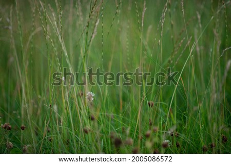 Green meadow grass. Abstract background with bokeh effect.