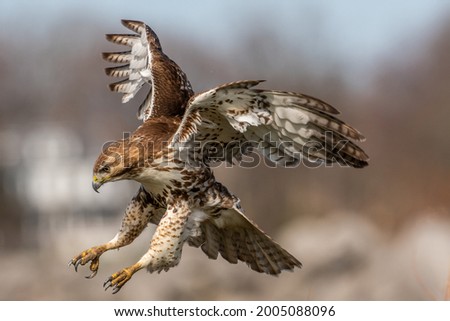 A Red tailed hawk going in for the kill