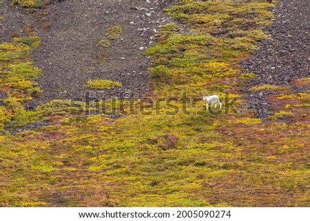 USA, Alaska. Fall colors in Denali National Park with a Dall Sheep grazing on the hillside.