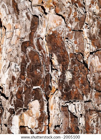 Natural texture of a bark of a tree