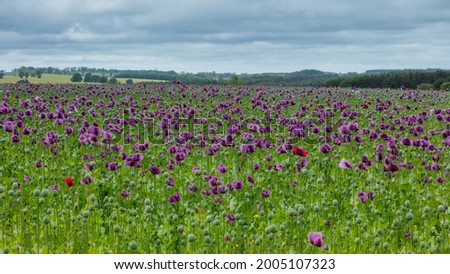 A Field of Purple Poppies in Northumberland, England, UK.