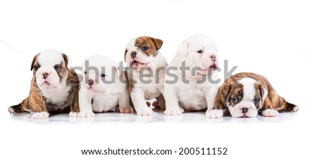 Five english bulldog puppies 