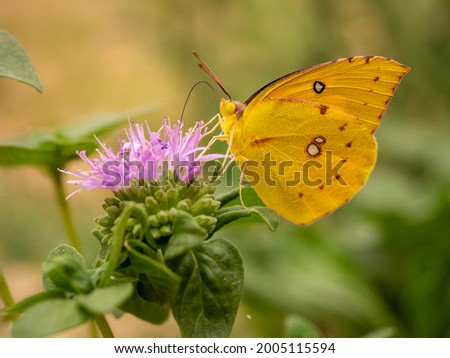 Dogface butterfly, California state insect Royalty-Free Stock Photo #2005115594