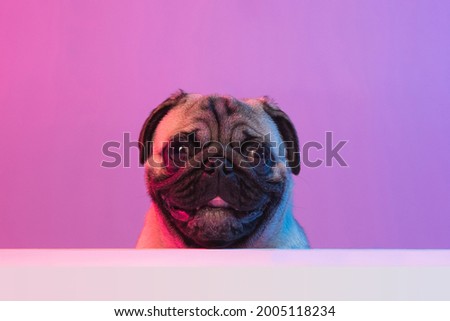Peeking out. Cute muzzle of little smiling pug isolated on gradient purple pink background with copyspace for ad in neon light. Concept of motion, pets love, animal life.