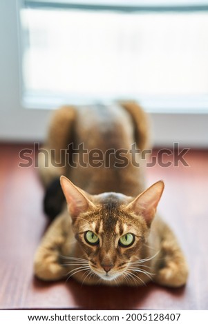 Beautiful cat breed Bengal lies on the floor. High quality photo