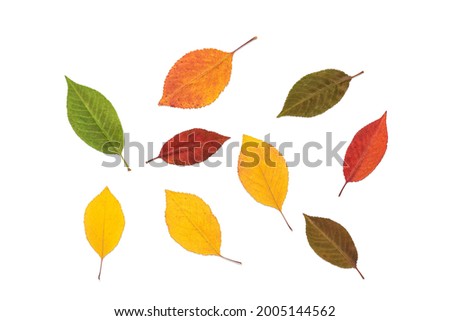 Colored autumn leaves isolated on white background. Flat lay, top view