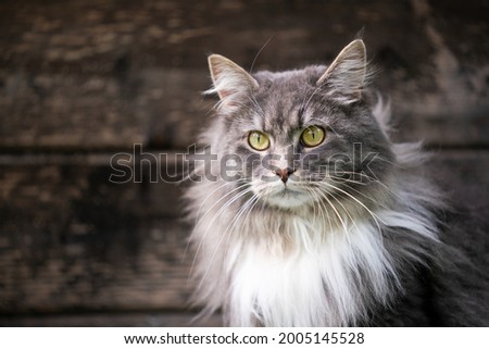 gray white maine coon cat portrait on wooden background with copy space Royalty-Free Stock Photo #2005145528