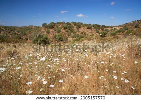 field of blooming wild flowers in a semi desert field, sparsely overgrown with trees