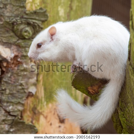 Albino Chipmunk Standing in a Tree