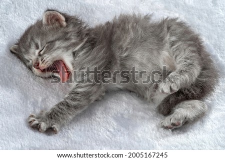 Stretching Little kitten fortnightly age. Two week old Baby Cat. Funny Pet on a cozy white blanket. Cute pet lifestyle picture
