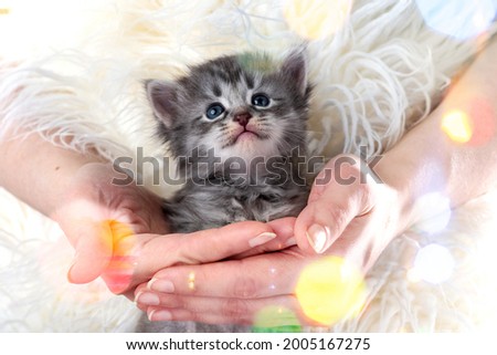 Sleeping Little kitten fortnightly age in human hands. Two week old Baby Cat. Funny Pet on a cozy white blanket. Cute pet lifestyle picture