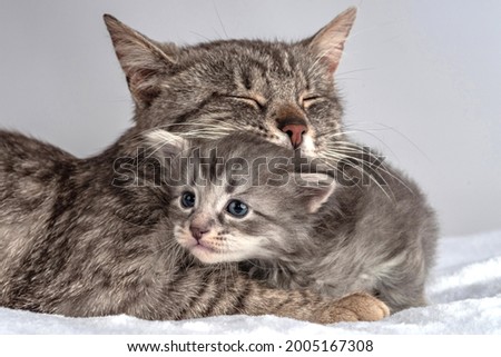 Mother cat and little kitten fortnightly age. Two week old Baby Cat. Funny cute cub pet lifestyle picture Royalty-Free Stock Photo #2005167308