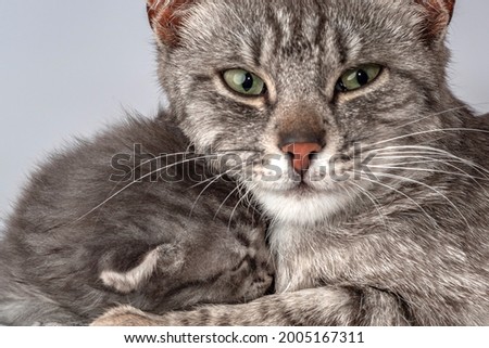 Mother cat and little kitten fortnightly age. Two week old Baby Cat. Funny cute cub pet lifestyle picture