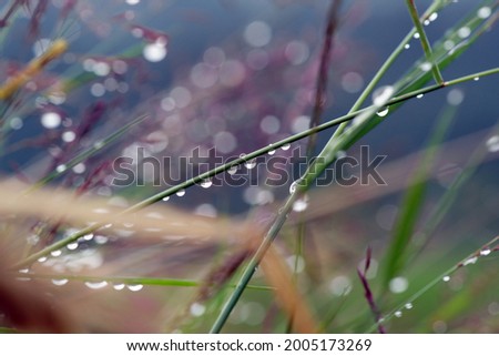            water drops in the grass after rain                    