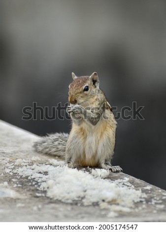 Small squirrel eating white rice Royalty-Free Stock Photo #2005174547