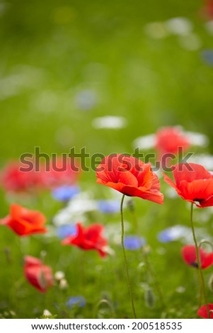 Field of poppies 