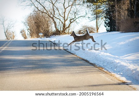 A whitetailed deer jumps out onto a rural roadway in front of an oncoming vehicle. Royalty-Free Stock Photo #2005196564