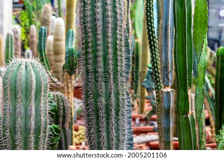 Different types of cacti in pots. Extended up. botanical, decorative, design.