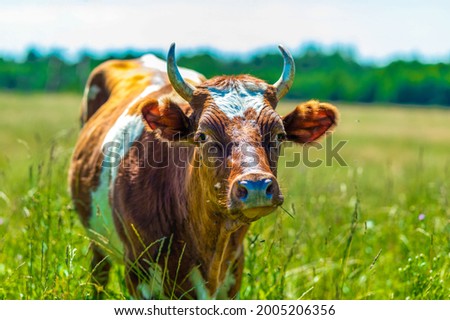 A dairy red cow with white spots and large horns grazes in the summer on a green meadow with blooming wildflowers. The concept of selling and buying organic milk. 