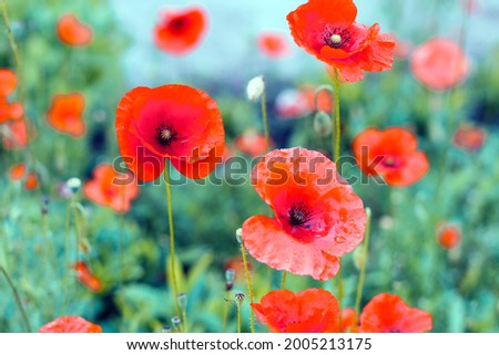 Red poppies in a green field. Beautiful flower picture for content.