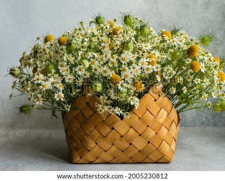 Fresh summer floral composition with meadow daisy on concrete background