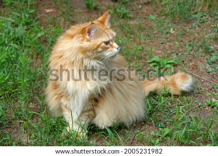 Profile close up, portrait of a red Maine Coon, a large domesticated cat breed. Poland, Europe      