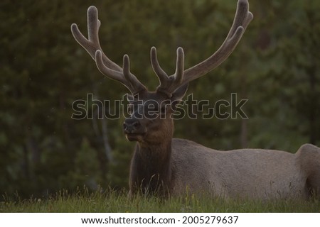 a picture of an elk chilling