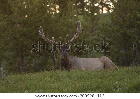 a picture of an elk laying down