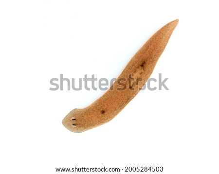 A  specimen of the freshwater triclad flatworm (planarian) Cura foremanii. Isolated. This species is native to freshwater in North America Royalty-Free Stock Photo #2005284503