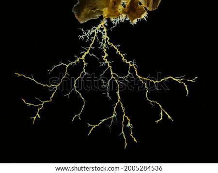 Close-up image of a yellow slime mould or slime mold (Physarum polycephalum) forming a tubular network of protoplasmic strands in search of food. Backlit, isolated Royalty-Free Stock Photo #2005284536