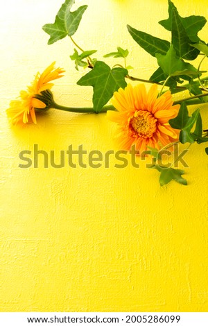 Studio shot of background image with orange gerbera flowers
