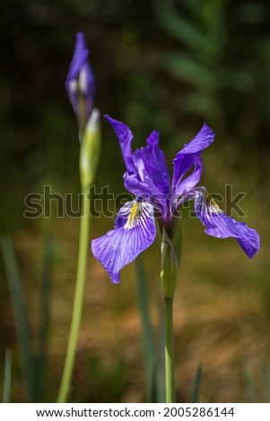 Beautiful wild Iris in the Rocky Mountains, near Fairplay, Colorado, USA Royalty-Free Stock Photo #2005286144