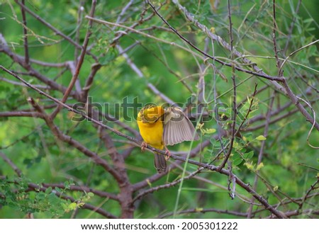 Asian golden weaver​ perched​ on​ a​ branch​ It's​ a​ beautiful​ picture​ of​ nature​