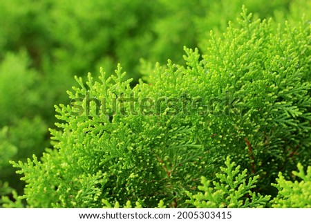 Chinese Arborvitae, Oriental Arborvitae or pine tree in the park. Green leaves background. Selective focus. Royalty-Free Stock Photo #2005303415