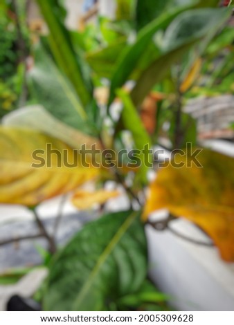 bokeh blurred yellowing leaves background 