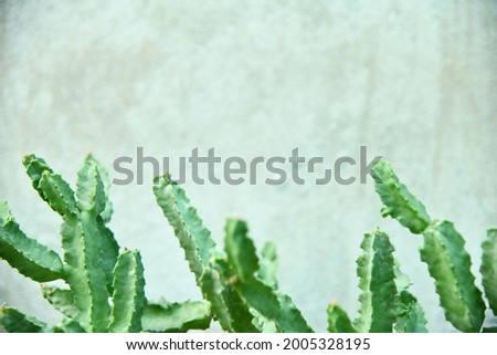 Blur picture of Triangle cactus with cement background. Abstract background. Empty backdrop. empty space for text input. Focus selected
