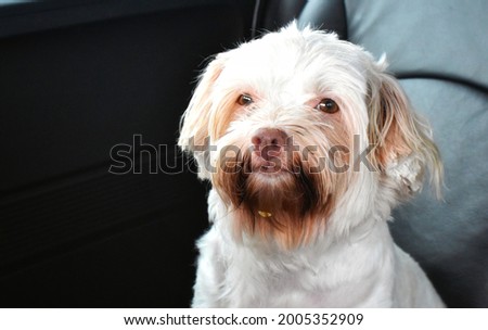 cute white dog sitting on car seat black background