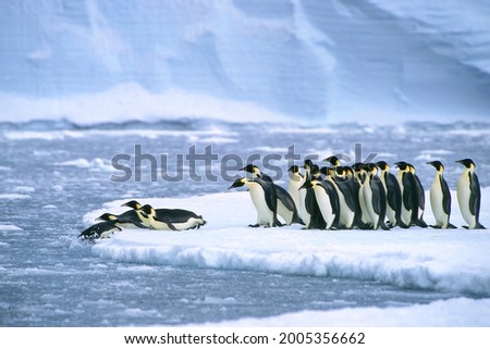 Emperor penguins (Aptenodytes forsteri) diving in the water near the German Neumayer Antarctic station, Atka Bay, Weddell Sea, Antarctica Royalty-Free Stock Photo #2005356662